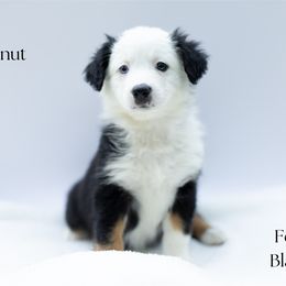 Walnut - Black tri female Miniature Australian Shepherd puppy in Wooster, Ohio from Kari's Mini Aussies