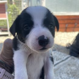 Girl 3 - Black and white female Border Collie puppy in Temecula, California from Joni Gibson's Border Collies