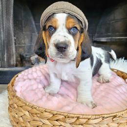 Cork Rocket - Black brown and white male Basset Hound puppy in Lone Jack, Missouri from Wee Little Bassets