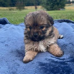 Pomapoo Petunia - Cream sable female Pomeranian puppy in Stuart, Virginia from Lil Aussie Posse