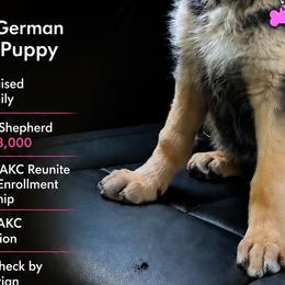 German Shepherds from Debra Grieco German Shepherds