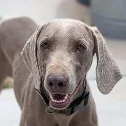 Zoey - Weimaraner