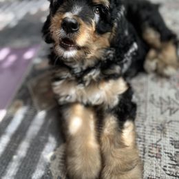 Bernedoodle and Poodle Puppies from Doggy Darlins