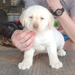 Girl 3 - Yellow Labrador Retriever puppy in Andrews, South Carolina from Leyland Cypress Retrievers