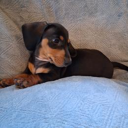 Waffles - Black and tan male Dachshund puppy in Clarkston, Michigan from Dax Place