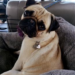 Pugs from Marla's Pugs
