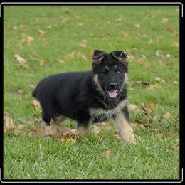 German Shepherd Puppies from Von Lindesfarne