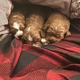Coduroy - Brown male Cavapoo puppy in Reading, Pennsylvania from The Mexican Clan...