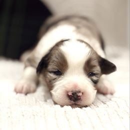Lorelai - Blue merle female Australian Shepherd puppy in Uvalda, Georgia from Happy Ours Australian Shepherds