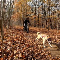 West Siberian Laika All Grown Up from Campfire WSL