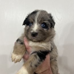 Girl 3 - Australian Shepherd puppy in Patoka, Indiana from Monica's Aussies