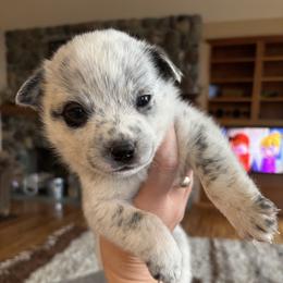 Shishito - Blue male Australian Cattle Dog puppy in Ellensburg, Washington from Boondock Bandits
