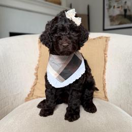 Ruby - Chocolate female Labradoodle puppy in Newark, Ohio from Raising Doodles
