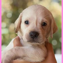 Pink - Yellow female Labrador Retriever puppy in Palm Beach County, Florida from Griffin Royal Labs