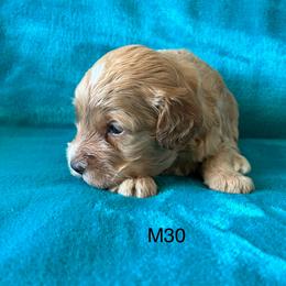 M30 - Apricot male Goldendoodle puppy in West Point, Iowa from Jim Anderson