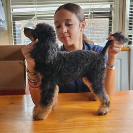 Chloe - Poodle