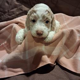 Bessie - Brown and white female Aussiedoodle puppy in Mena, Arkansas from Ouachita River Cockapoos