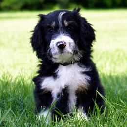 Rocko - Black tri-color male Aussiedoodle puppy in Decatur, Illinois from Signature Doodles
