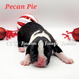 Boston Terrier and Boxer Puppies from CC's Boston & Boxer Babies