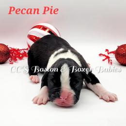 Boston Terrier and Boxer Puppies from CC's Boston & Boxer Babies