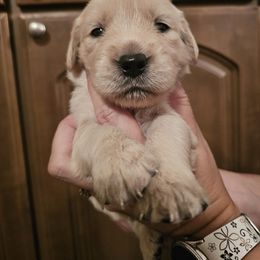 Girl 3 - Light golden female Golden Retriever puppy in Middleburg, Florida from Rise and Shine Goldens
