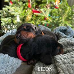 Doberman Pinscher Puppies from Sky’s Dobermans