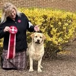 Tiera - Labrador Retriever