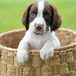 English Springer Spaniel puppies from Southern Springers