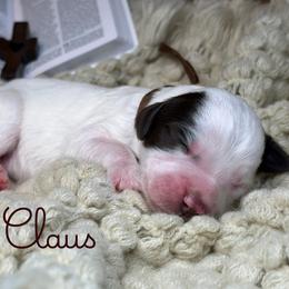Claus - Parti male Assorted Doodle Crosses puppy in West Monroe, Louisiana from Southern Haven Doodles
