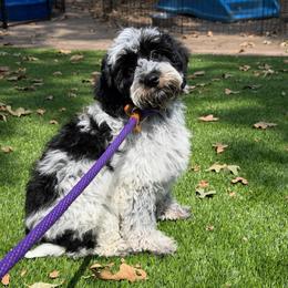 Pearl - Tri-color female Australian Labradoodle puppy in Denton, Texas from Liberty Hill Labradoodles