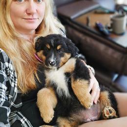 Hot pink - Black tri female Miniature American Shepherd puppy in Georgetown, California from Foothill Aussies