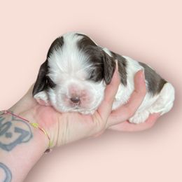 Cocker Spaniel Puppies from Canyonside Cocker Spaniels