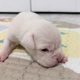 Max - White male Boxer puppy in Sharon, South Carolina from Vom Krepps Manor