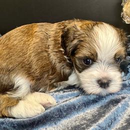 Beam Bridge - yellow - Chocolate male Havanese puppy in Howard City, Michigan from Petite Joie Puppies