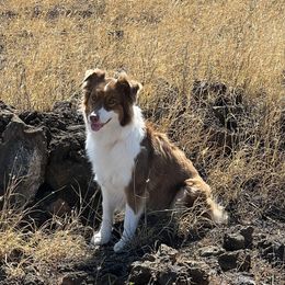 Tigger - Australian Shepherd