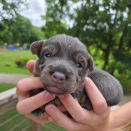 Mr. Potato - Blue male American Hunt Terrier puppy in Cave City, Arkansas from Bayou Valley Shepherds and American Hunt Terriers
