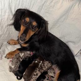 Candy - Dapple female Dachshund puppy in Dothan, Alabama from Little House Pups