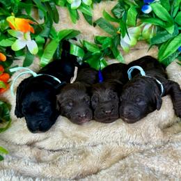 Miami - Chocolate male Goldendoodle puppy in Haltom City, Texas from Ohana Doodles