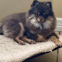 Amishka - Chocolate and tan female Pomeranian puppy in Bentonville, Arkansas from Hummingbird & Fox