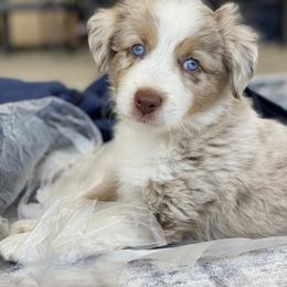 Miniature Australian Shepherd Puppies from DLT MiniAussie