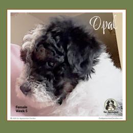 Opal - Tri-color female Bernedoodle puppy in Branchland, West Virginia from Our Appalachian Doodles
