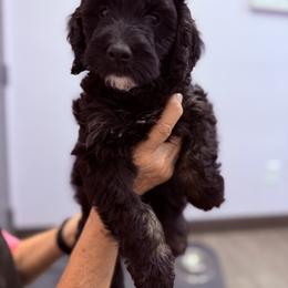 Oreo - male Golden Mountain Doodle puppy in Sarasota, Florida from Doodle Lovin