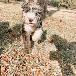 American Bully, Bernedoodle, Poodle, Sheepadoodle, and Whoodle Puppies from Wonderland’s Boujie Kennels