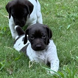 German Shorthaired Pointers from Robin Kummer