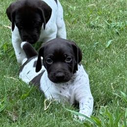 German Shorthaired Pointers from Robin Kummer
