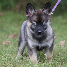 Bluebell - Wolf sable female Pomsky puppy in Missouri from Husky Hill Kennel
