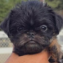 Boy 1 - Black and tan male Brussels Griffon puppy in Yucaipa, California from Griffs & Giggles Ranch - The Cortez Family