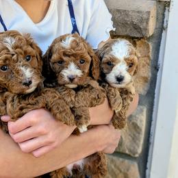 Cavapoo Puppies from Rose Z