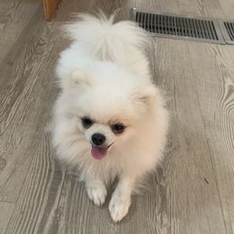 Ivan - Pomeranian