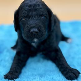 Levi - Black male Poodle puppy in Willacoochee, Georgia from Kitandkboodle's Doodles